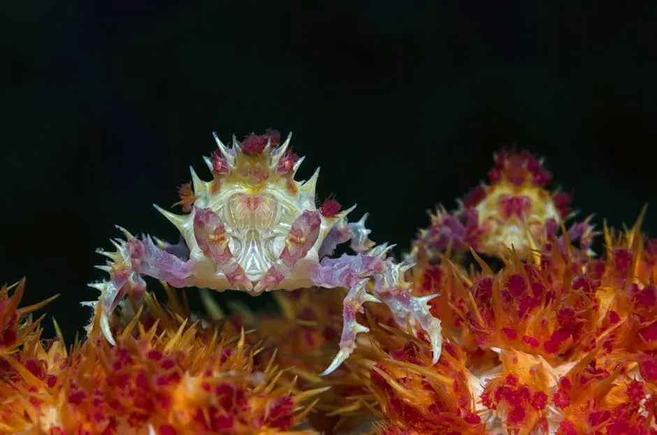 The Boxer Crab That Wields Living Weapons (Image Credits: Pexels)