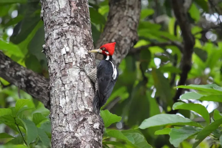 2. Ivory-Billed Woodpecker (Image Credits: Pexels)