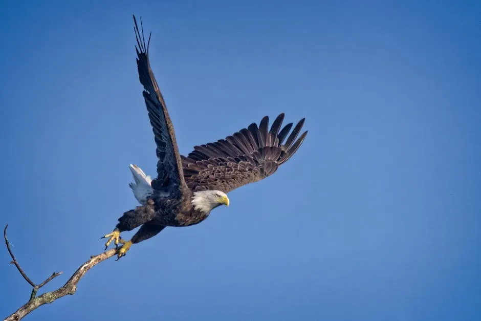10. The Bald Eagle: Territorial Aerial Threat (Image Credits: Pexels)