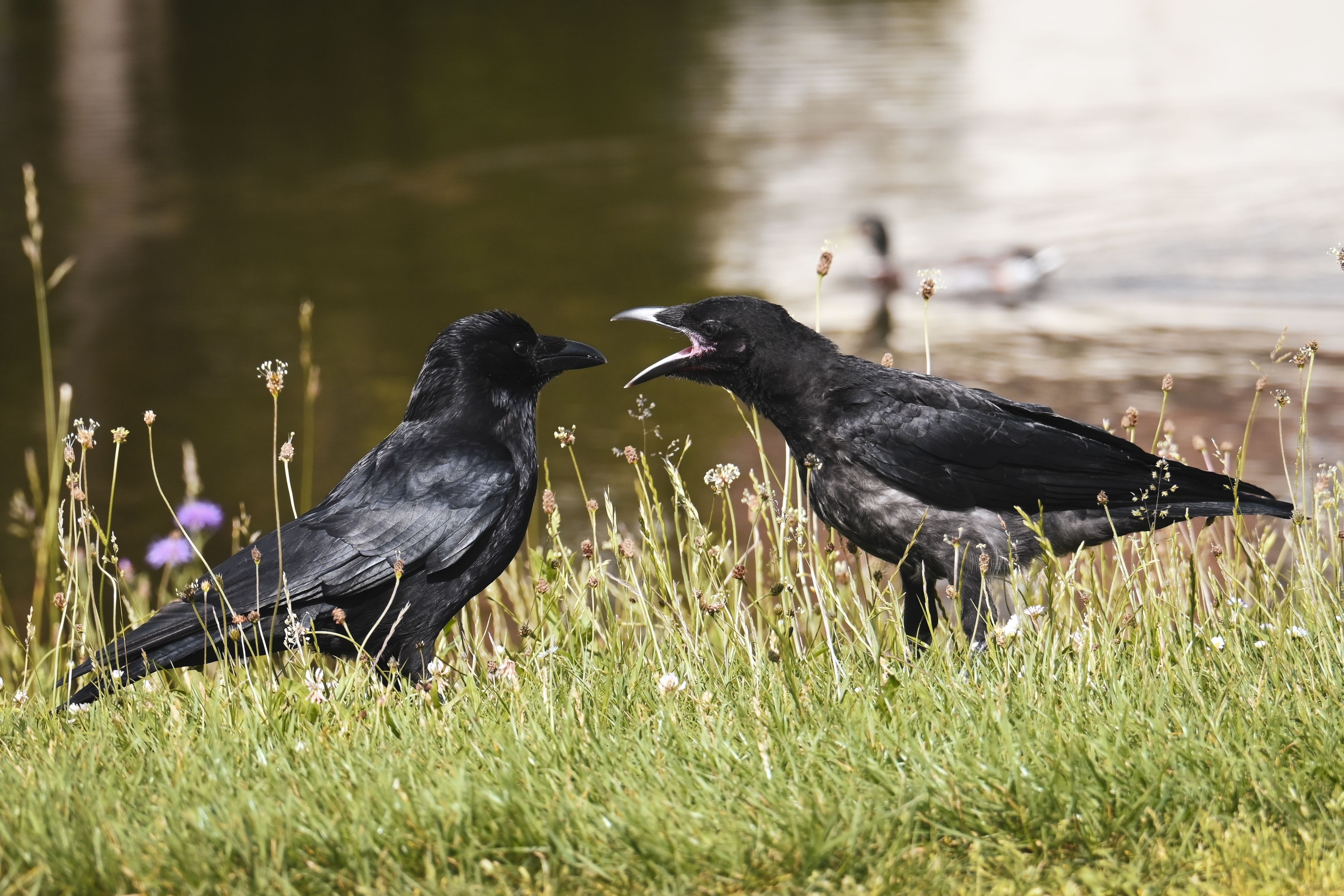 Animal Psychology Says If You See a Large Gathering of Crows in Your Yard at Dawn It Is a Sign of Complex Social Behaviour - and the Cognitive Power Required for It Belongs to an Elite Group of Species