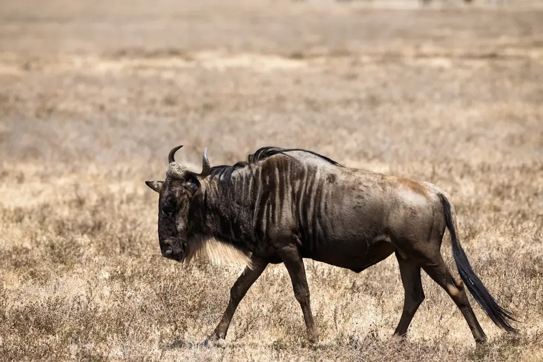 A Final Note on What the Grasslands Reveal (Image Credits: Unsplash)