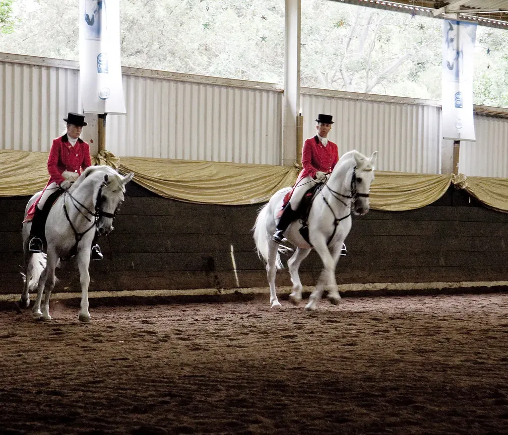 #11 – Lipizzaner Horses (Axel Bührmann, Flickr, CC BY 2.0)