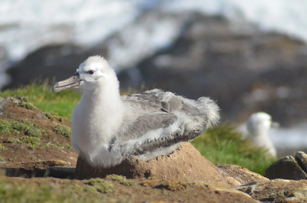 10. Albatross (Wandering and Other Species) – Lifelong Bonds to Remote Nests (Image Credits: Unsplash)