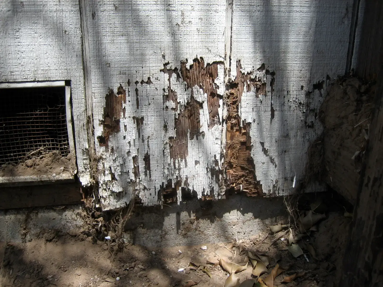 2. The Silent Termite Destroyer (Image Credits: Wikimedia)