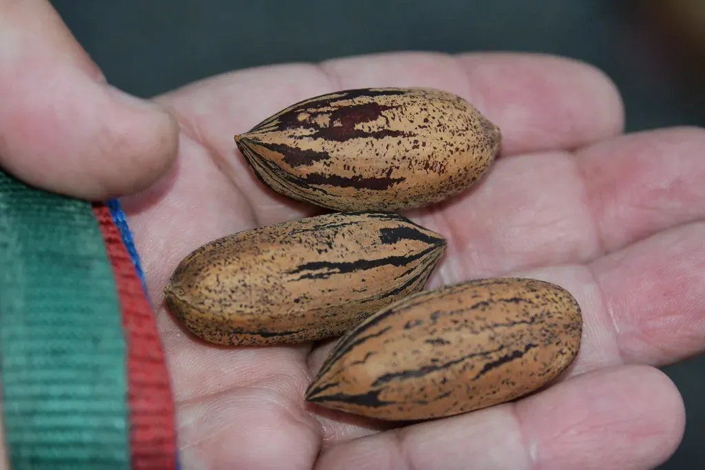 3. Pecans (Tobyotter, Flickr, CC BY 2.0)