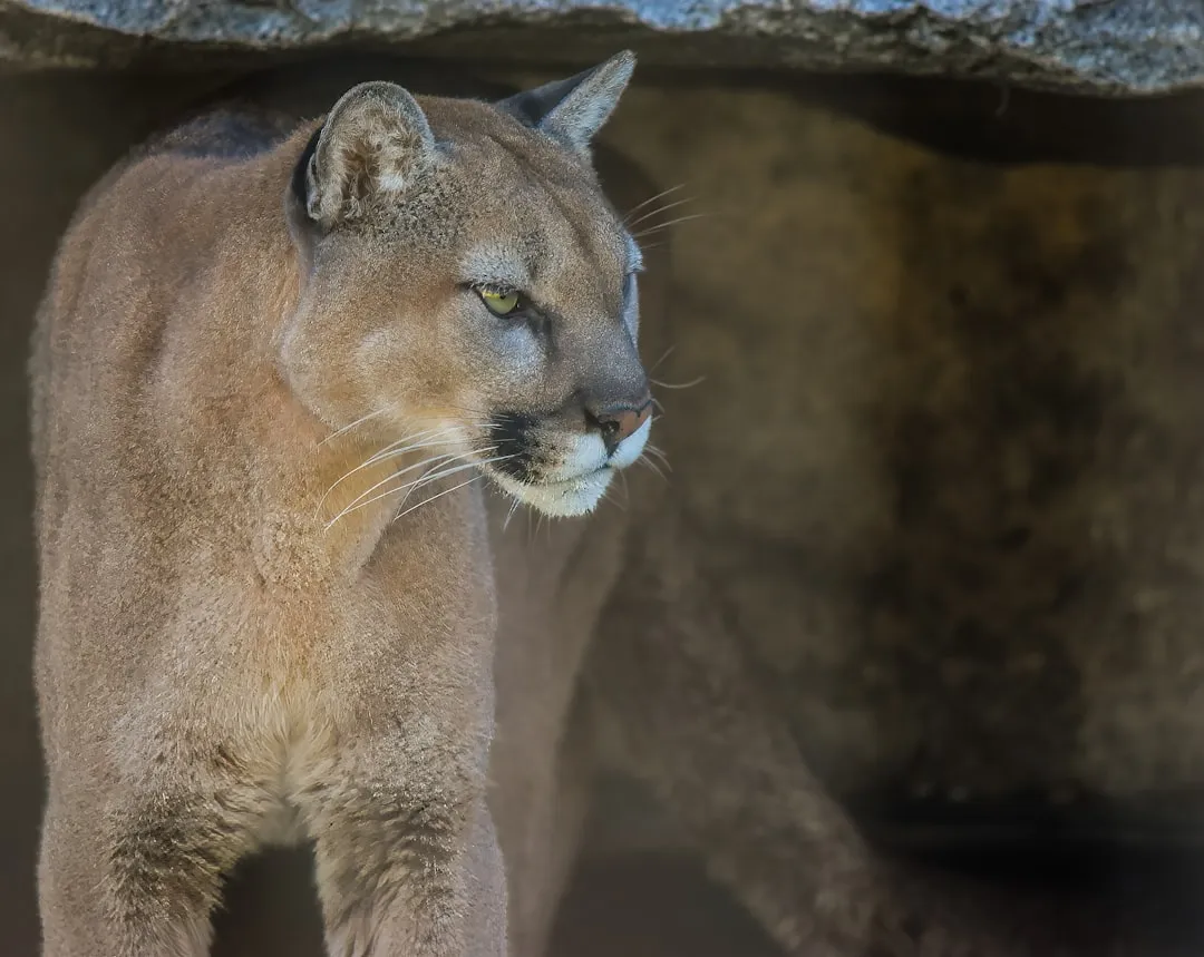 7. Eastern Cougars and Big Cats &ndash; The Most Controversial Comeback Question (Image Credits: Unsplash)