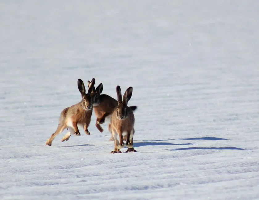 Specialized Diet: The Snowshoe Hare Connection (Image Credits: Pexels)