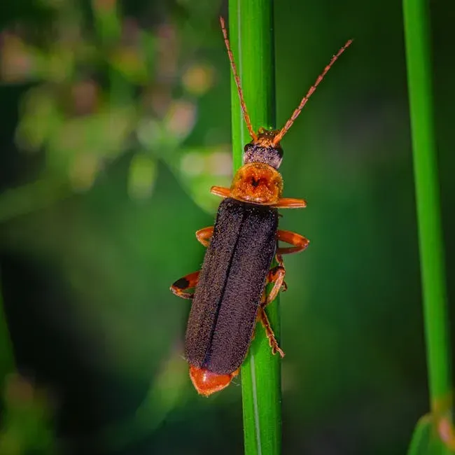 Soldier Beetles and Assassin Bugs: The Lesser-Known Guardians (Image Credits: Pexels)