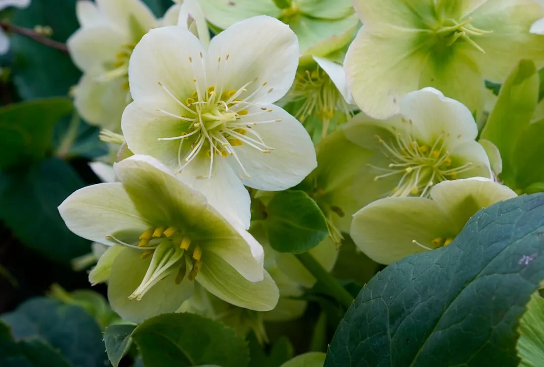 #8 - Hellebores (Lenten Roses) (Image Credits: Unsplash)