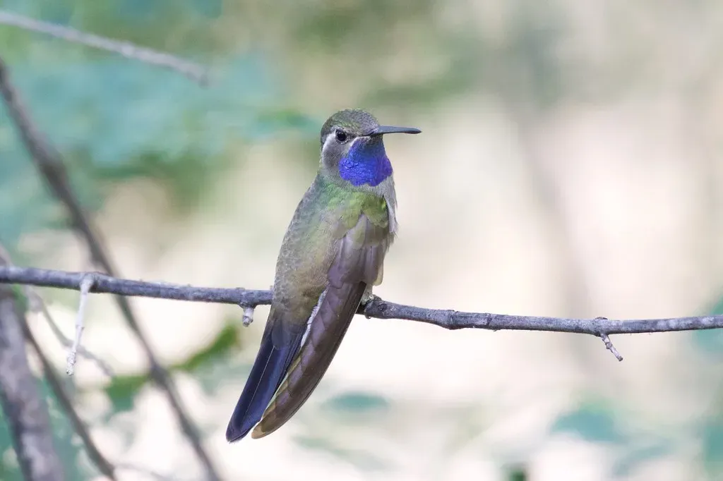 The Blue-Throated Hillstar: Discovered Just Yesterday (Almost) (Bettina Arrigoni, Flickr, CC BY 2.0)