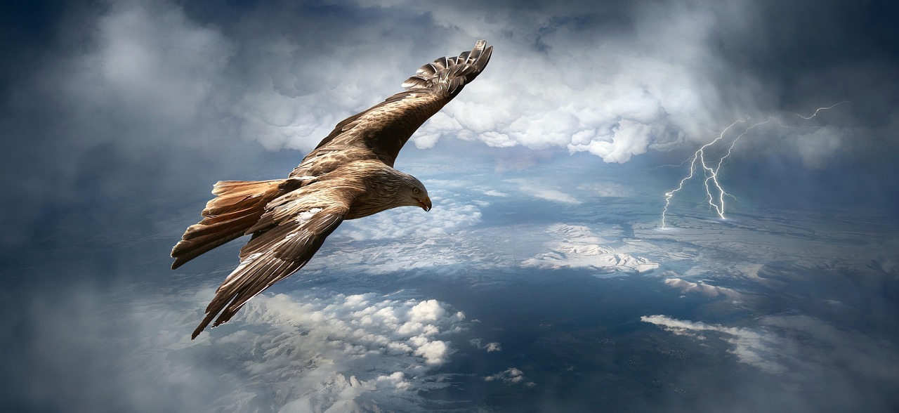 Birds: The Sky's Early Warning Network (Image Credits: Pixabay)