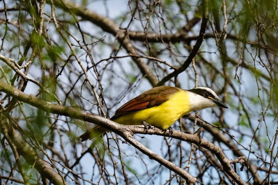 Why Texas Ranks as the #1 State for Birdwatching (Image Credits: Pexels)