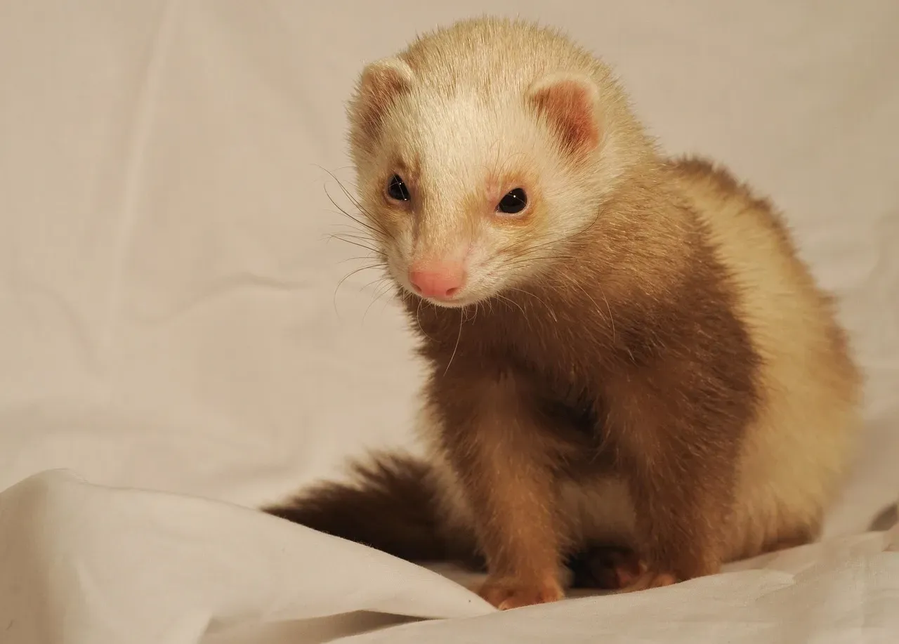 9. Badlands and Wind Cave National Parks, South Dakota: Prairie Ghosts and Ferret Miracles (Image Credits: Pixabay)