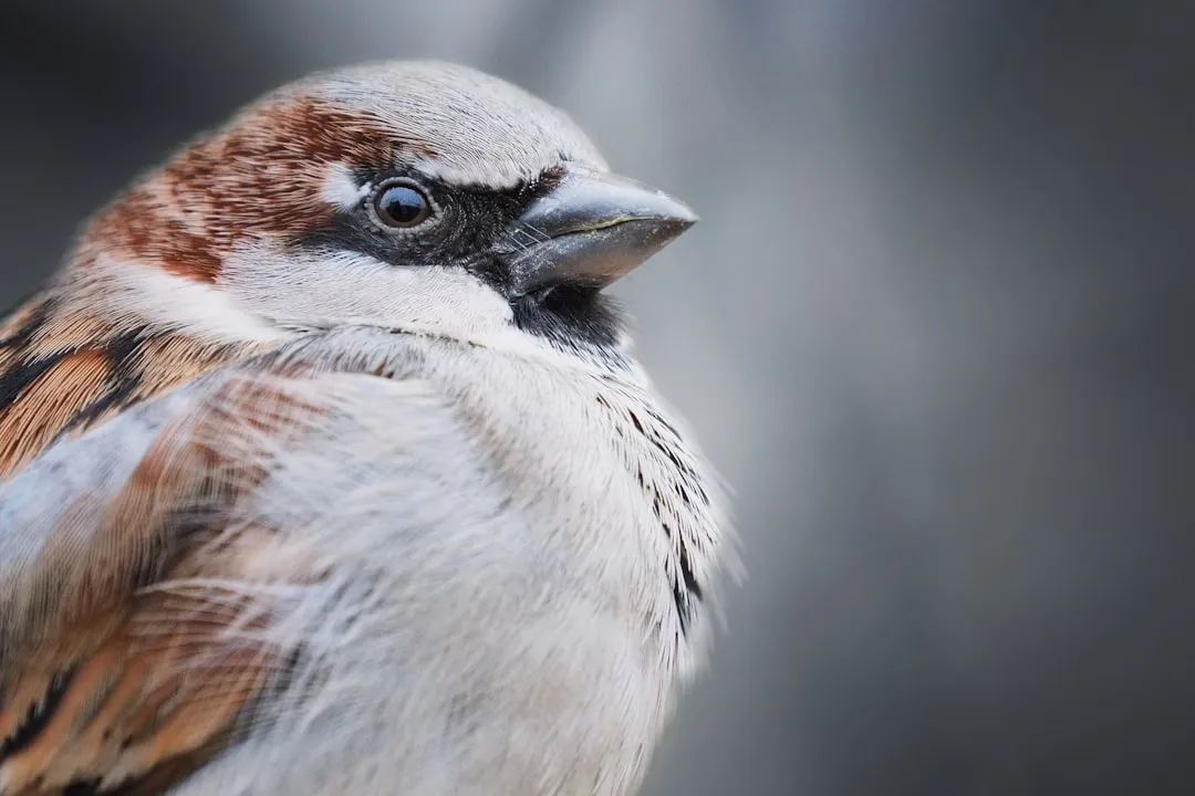 9. House Sparrow – Warm-Season Insect Feeder To Cold-Season Grain And Seed Devotee (Image Credits: Unsplash)