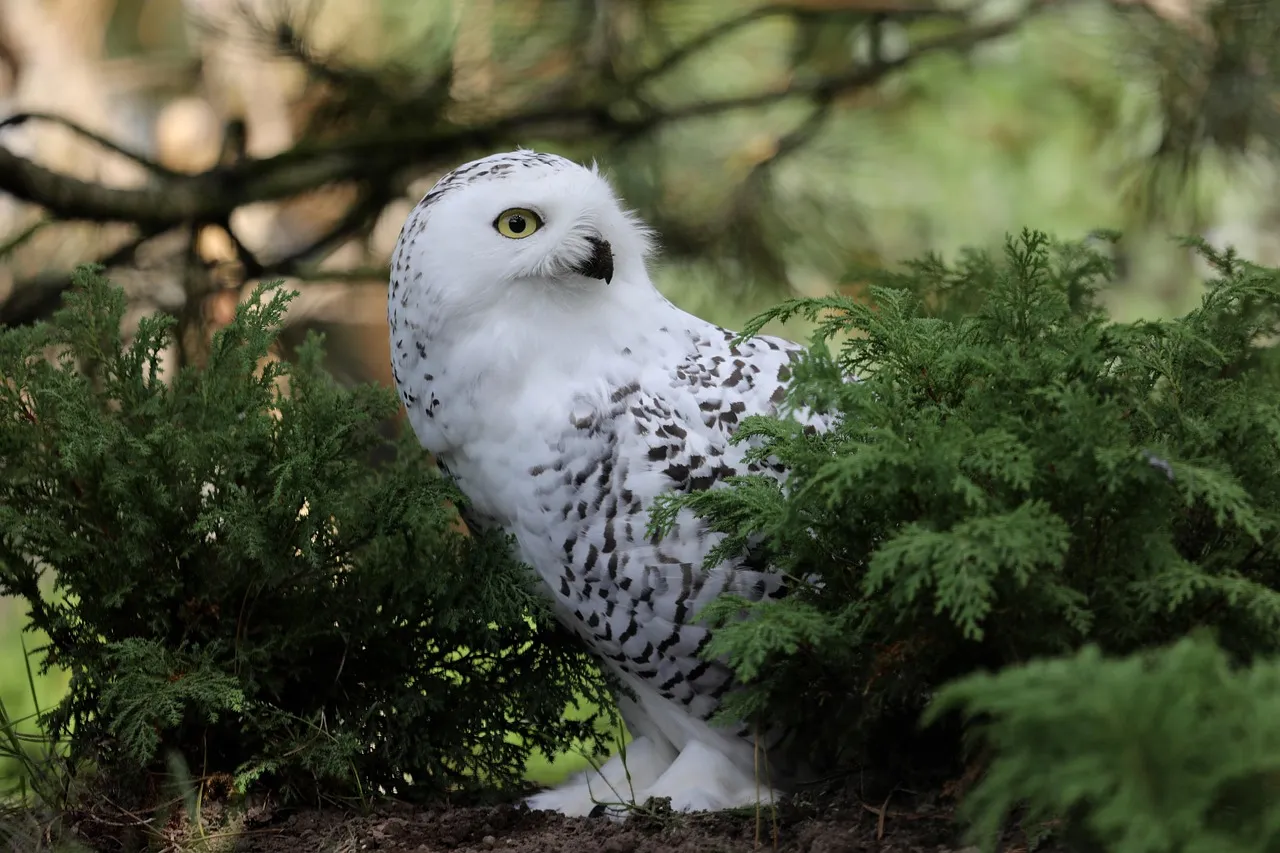 Wisconsin: Farm Fields, Lake Winds, and Winter Owls (Image Credits: Pixabay)