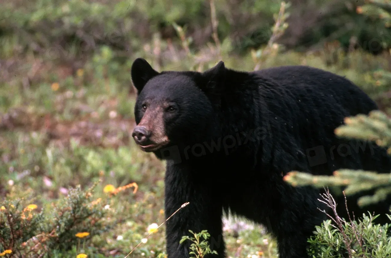 The Mark Twain National Forest Is Serving as a Critical Stronghold (Image Credits: Rawpixel)