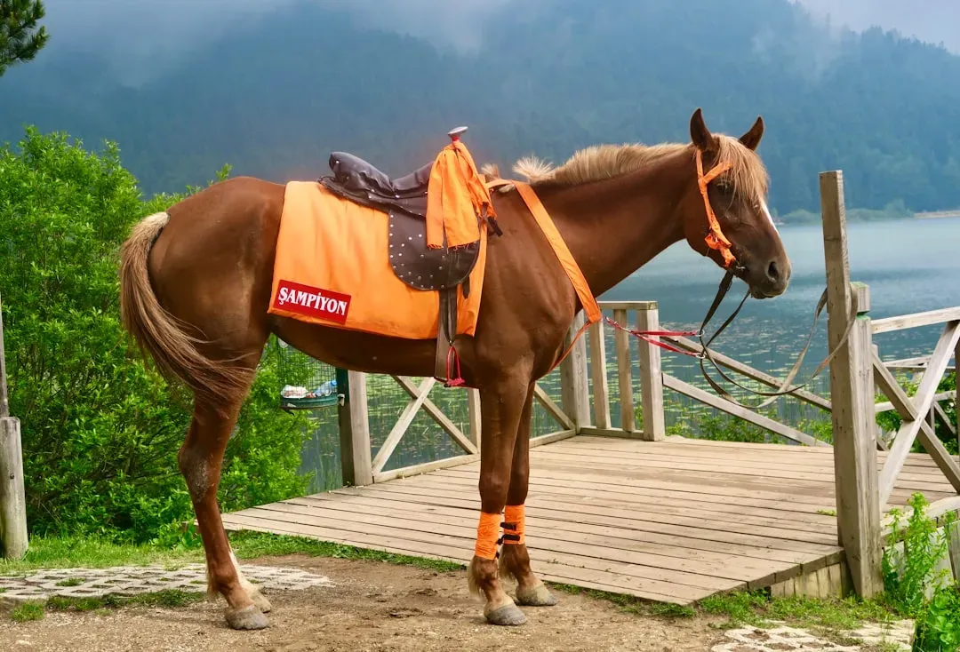 Getting The Right Safety Equipment Before You Mount Up (Image Credits: Unsplash)