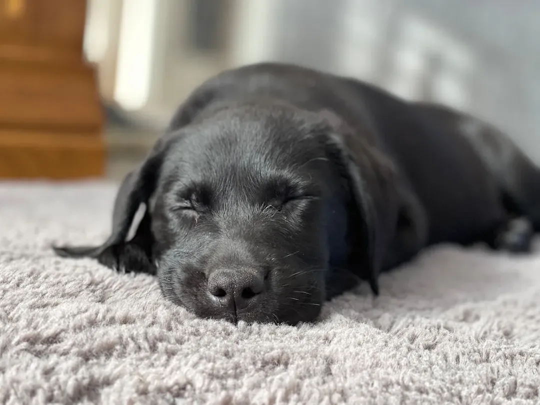 The Relaxed Ears That Tell a Bigger Story (Image Credits: Unsplash)