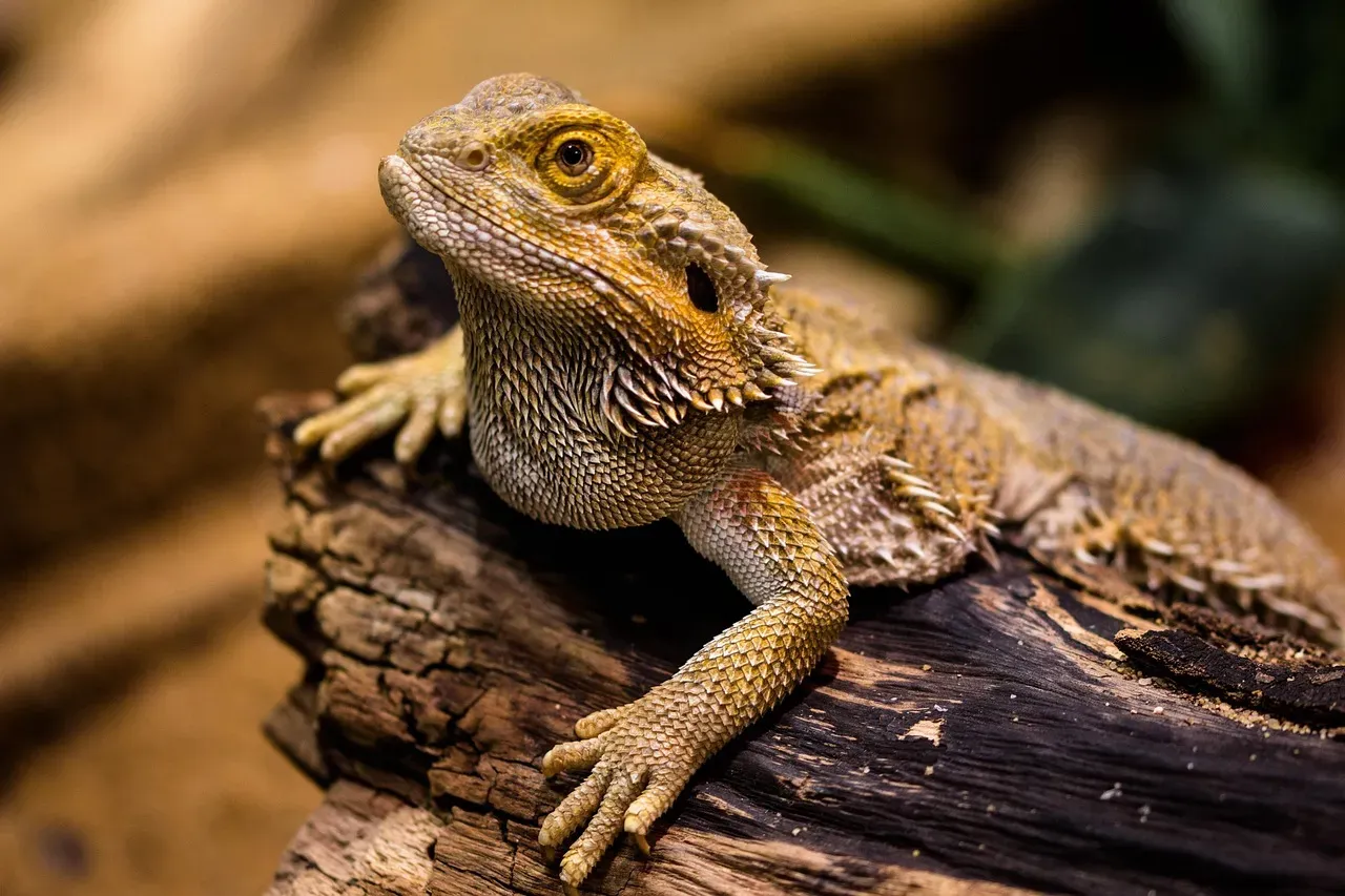2. They Switch Sexes on a Whim (Image Credits: Pixabay)