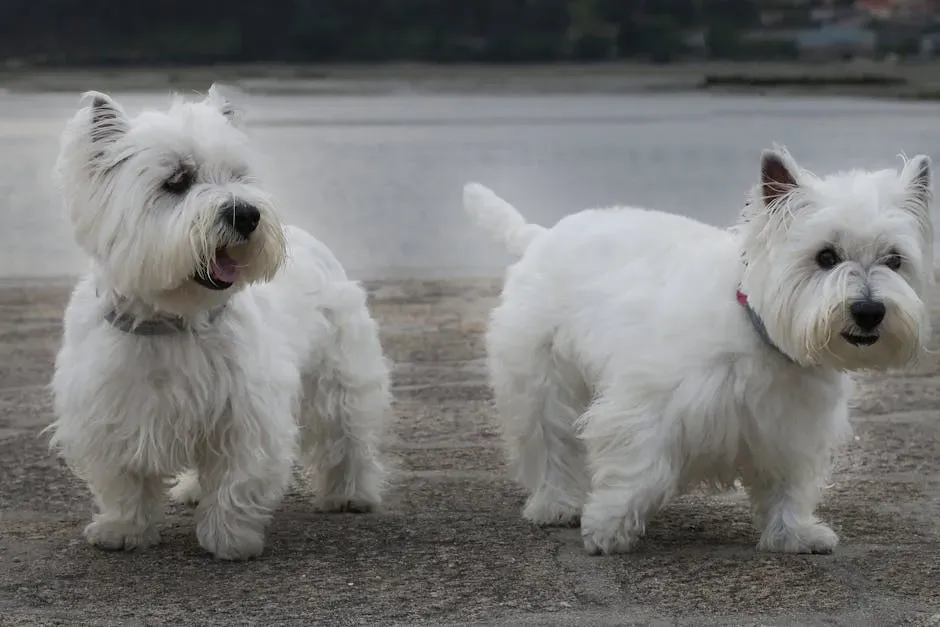 #16. West Highland White Terrier (Image Credits: Pexels)