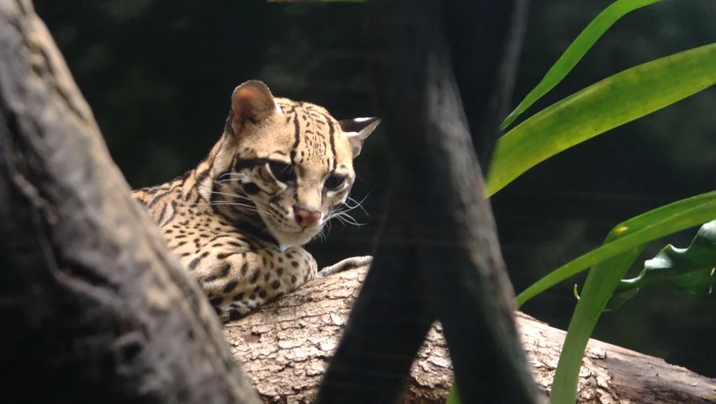 Striking Facial Markings (Skrewtape, Flickr, CC BY-SA 2.0)