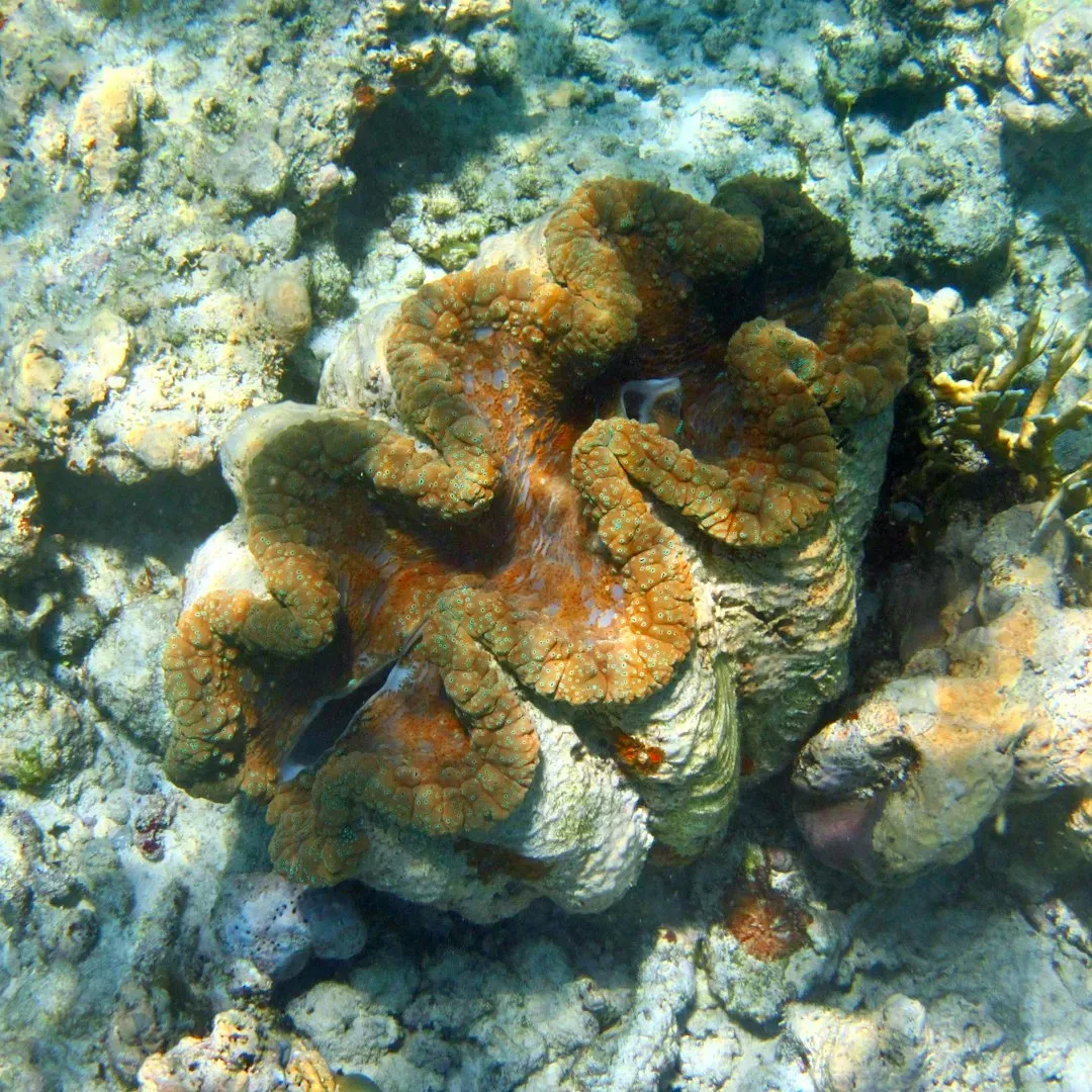 4. The Ocean Quahog Clam: A 500-Year-Old Bivalve Named Ming (Image Credits: Unsplash)