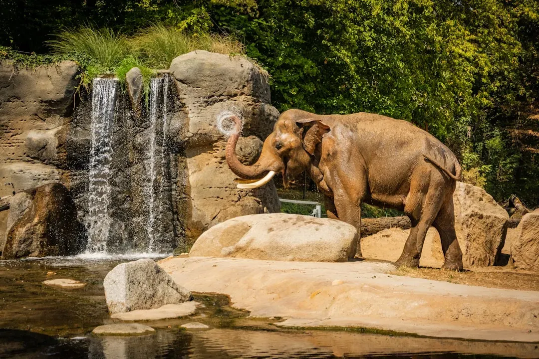 An Elephant Grieved the Loss of Her Dog Best Friend (Image Credits: Unsplash)