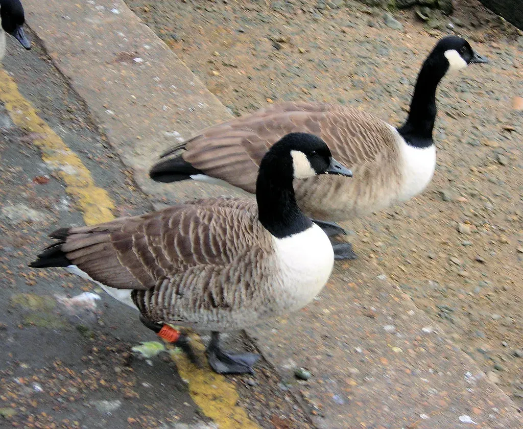 Conclusion: A Masterclass in Nature's Intelligence (Jim Linwood, Flickr, CC BY 2.0)