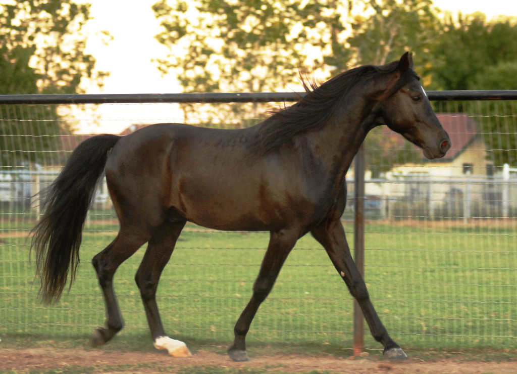 Missouri Fox Trotter: The Smooth Operator (Image Credits: Wikimedia)