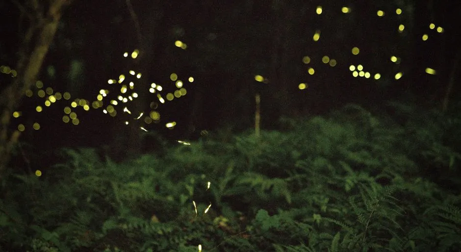 Conclusion: Letting Your Yard Be Just Wild Enough (Image Credits: Pexels)