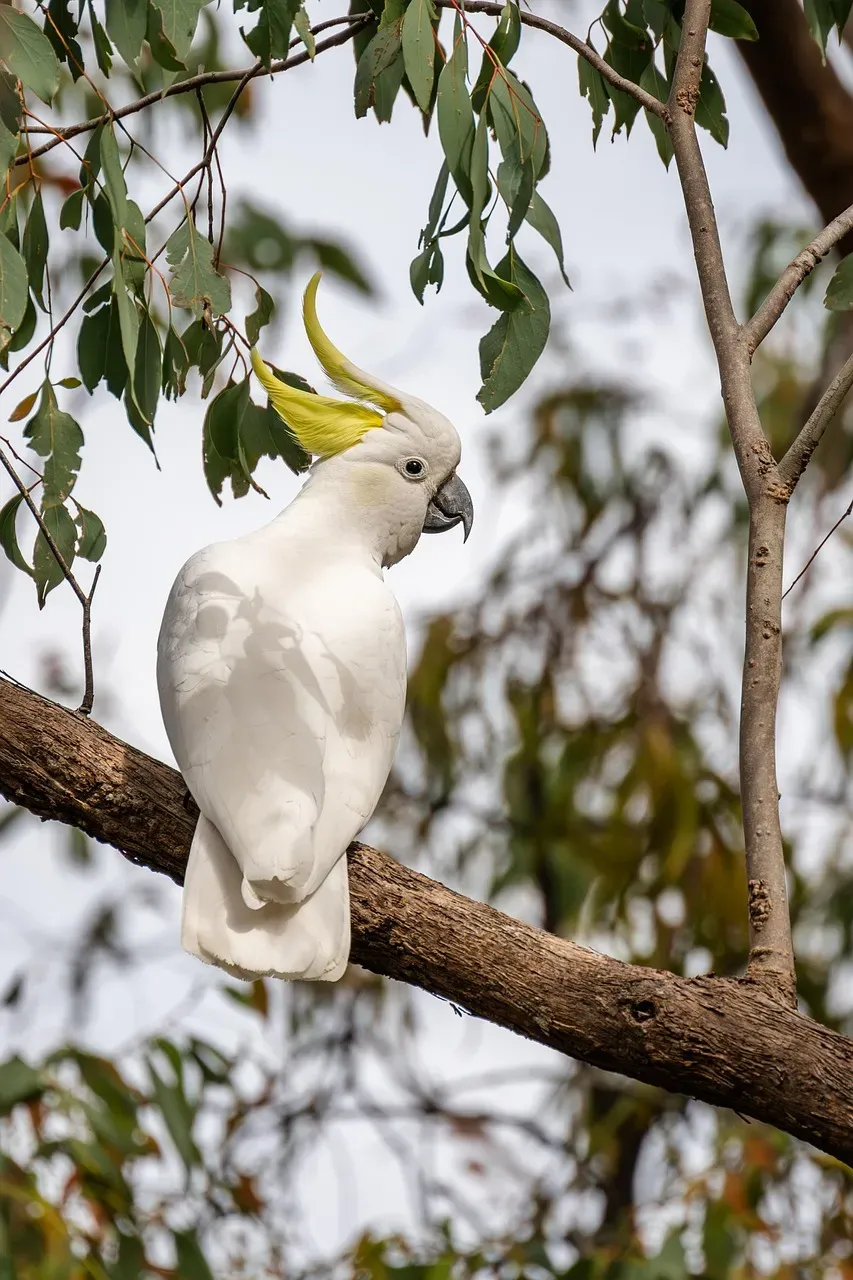 15. Goffin's Cockatoos: Indonesia's Feathered Engineers (Image Credits: Pixabay)
