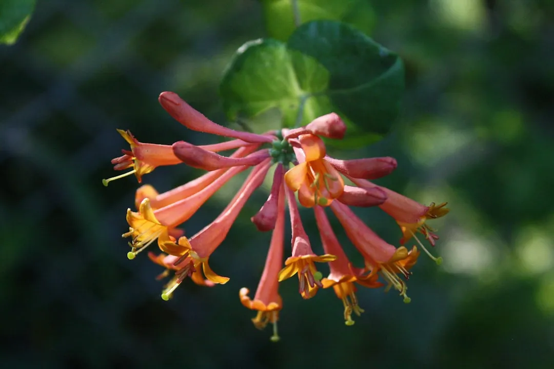 #1 Trumpet Honeysuckle (Lonicera sempervirens) (Image Credits: Unsplash)