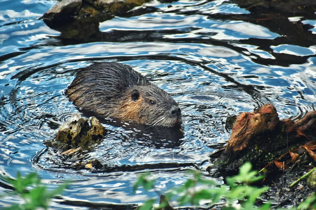 Beaver-Led Restoration: Letting Wildlife Do The Heavy Lifting (Image Credits: Unsplash)