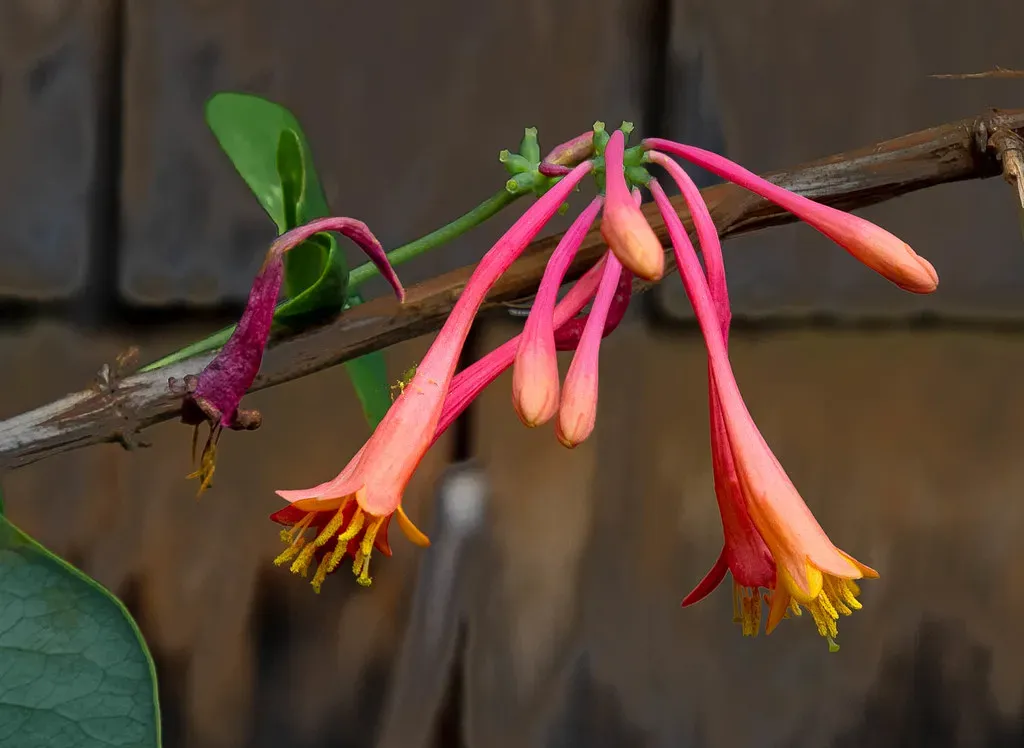 11 Choose Brightly Colored, Tubular Flowers (Me in ME, Flickr, CC BY 2.0)