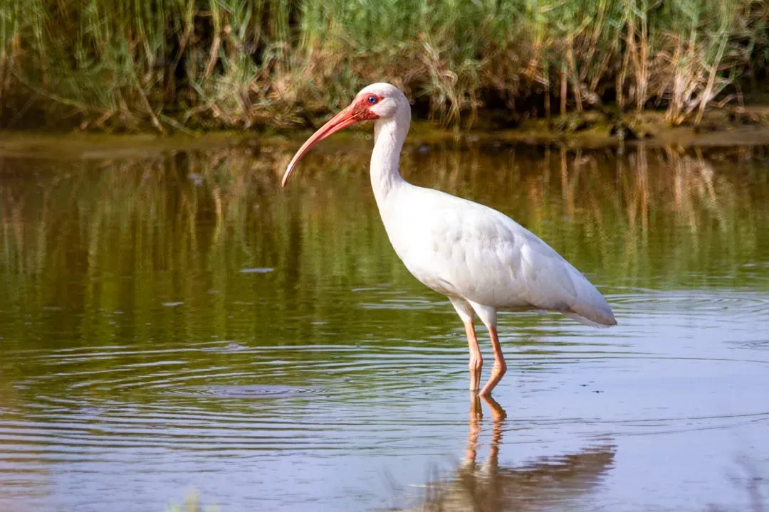 #12 Pisces: The Ibis (Image Credits: Unsplash)