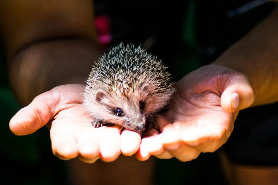 #2: Hedgehogs - Prickly to Most, Soft for One (Image Credits: Pexels)