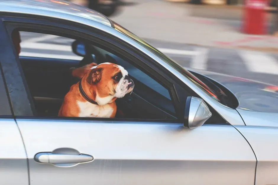 4 - Never Leave Your Dog in a Parked Car (Image Credits: Pexels)