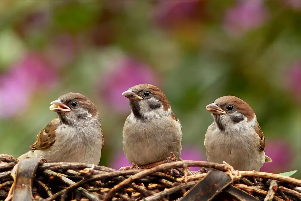 #8 They Raise Multiple Broods in One Season (Image Credits: Rawpixel)