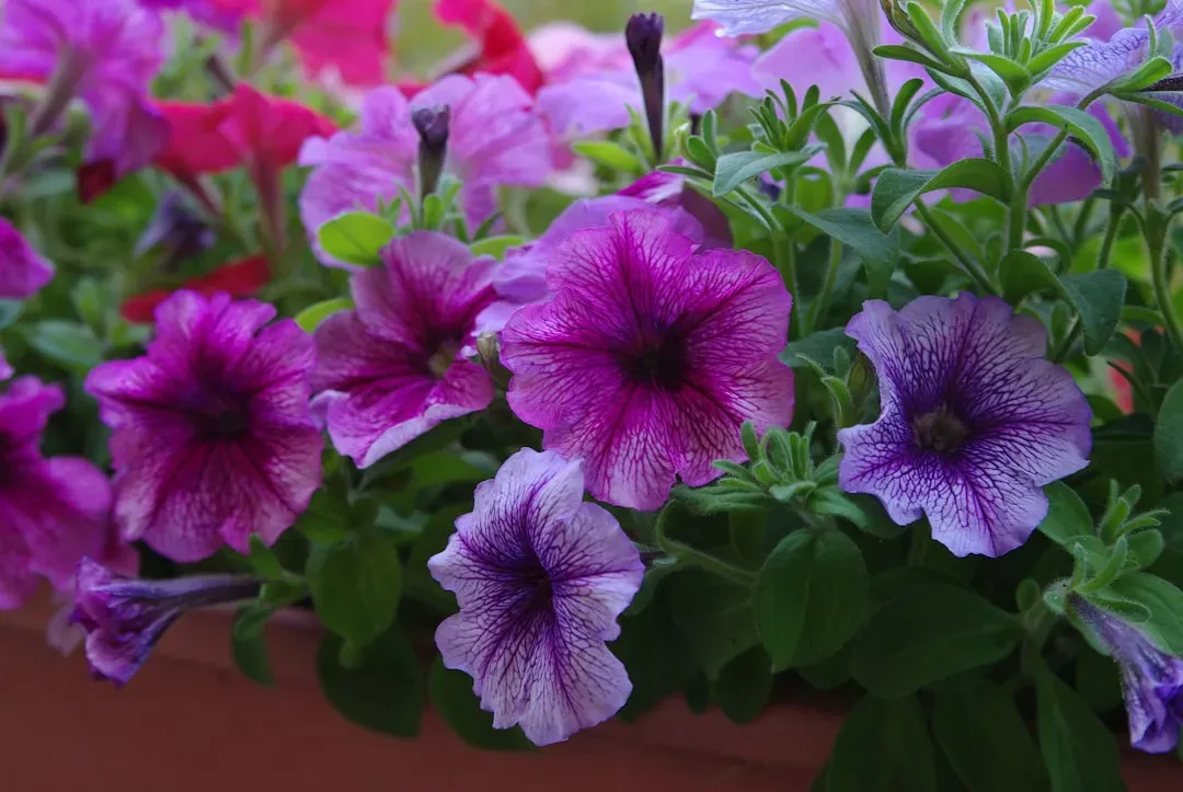 #11 - Petunia and Calibrachoa: The Container Plants That Prove Small Spaces Are Never a Dealbreaker (Image Credits: Unsplash)