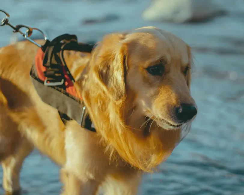 4. Endal: The Service Dog Who Saved His Owner From a Parking Lot (Image Credits: Pexels)