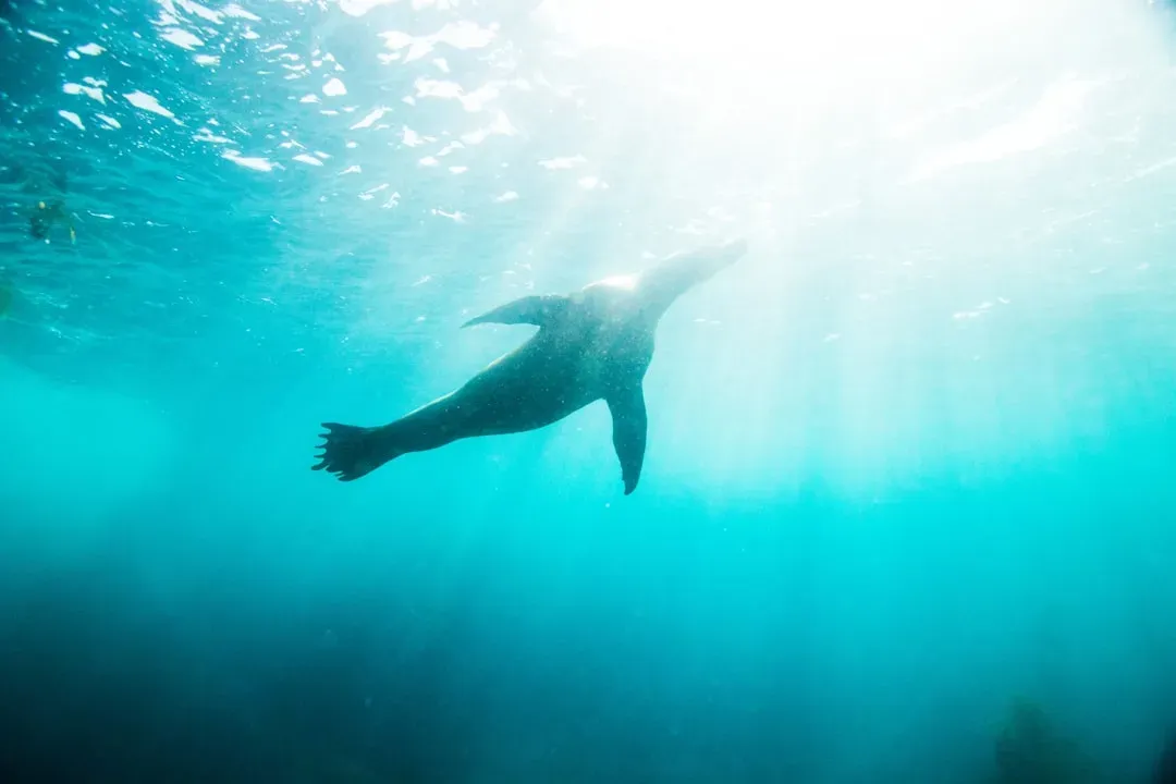 The Songs That No Human Ear Can Hear (Image Credits: Unsplash)