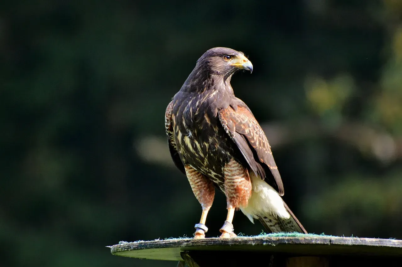 3. Falcons Hunt Using the Same Strategy as Guided Missiles (Image Credits: Pixabay)