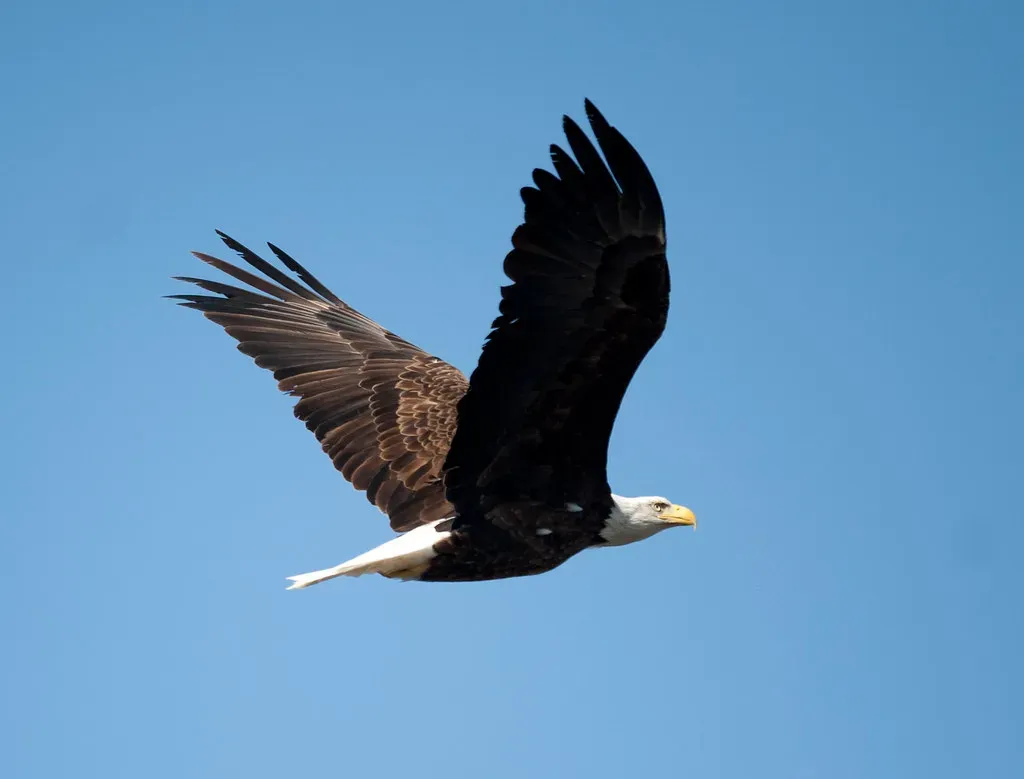 The National Recovery: A Conservation Triumph (Image Credits: Flickr)