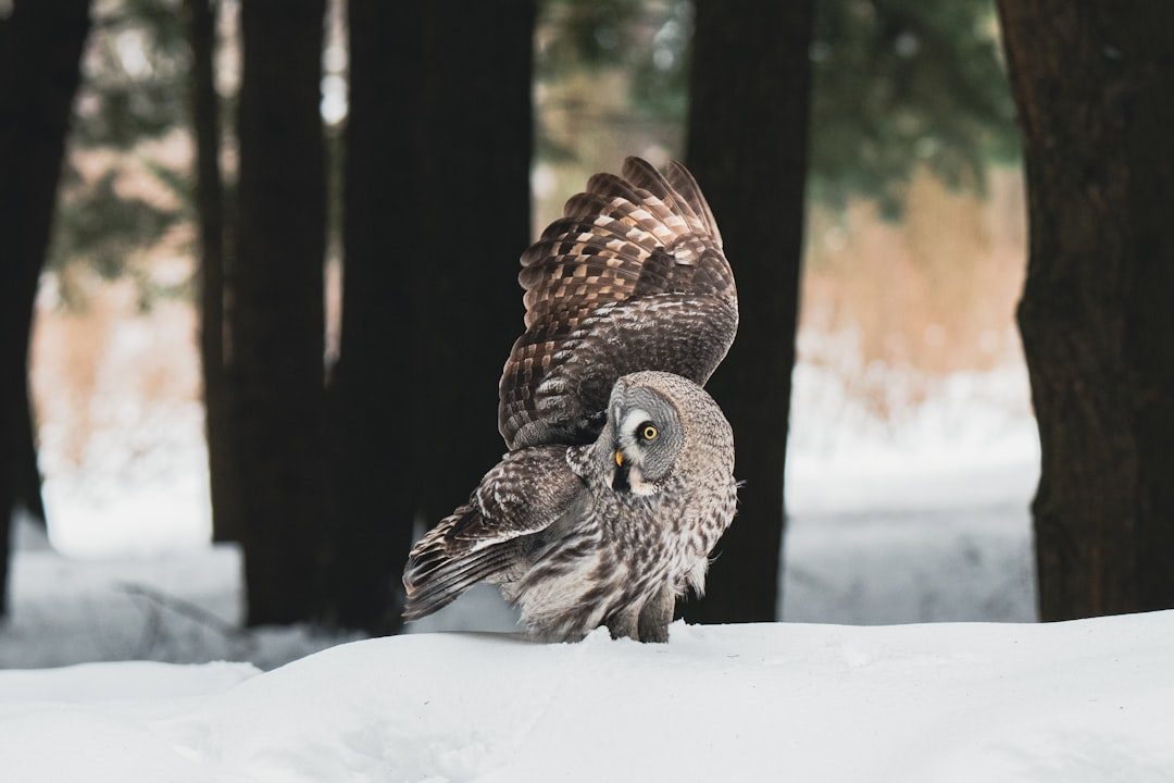The Wise Owl: November 23 - December 21 (Image Credits: Unsplash)