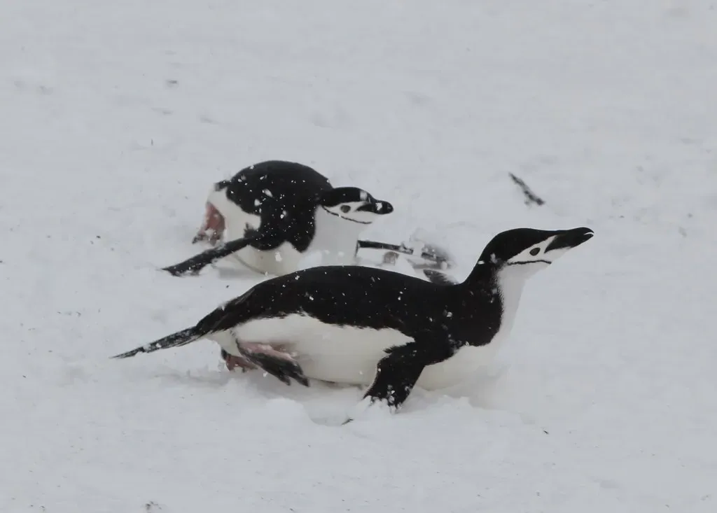Tobogganing on Their Bellies (Image Credits: Flickr)