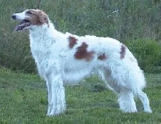 #32 - Borzoi: Sighthound Solidarity (No machine-readable source provided. Own work assumed (based on copyright claims)., Public domain)
