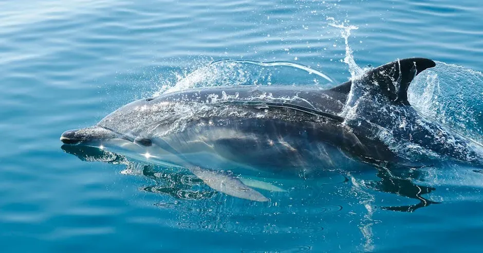 Aquarius (January 20 &ndash; February 18): The Dolphin (Image Credits: Pexels)