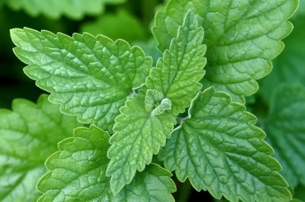 Catnip (Image Credits: Flickr)