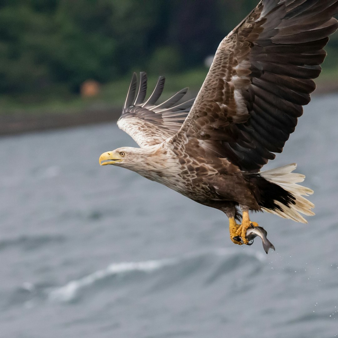 Aquarius: The White-Tailed Eagle (Image Credits: Unsplash)
