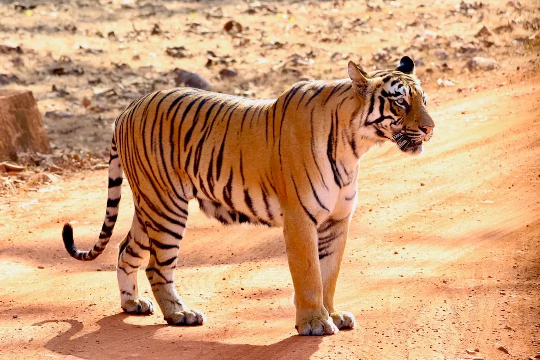 They Are Hardwired for Lone Living From Habitat Itself (Image Credits: Unsplash)